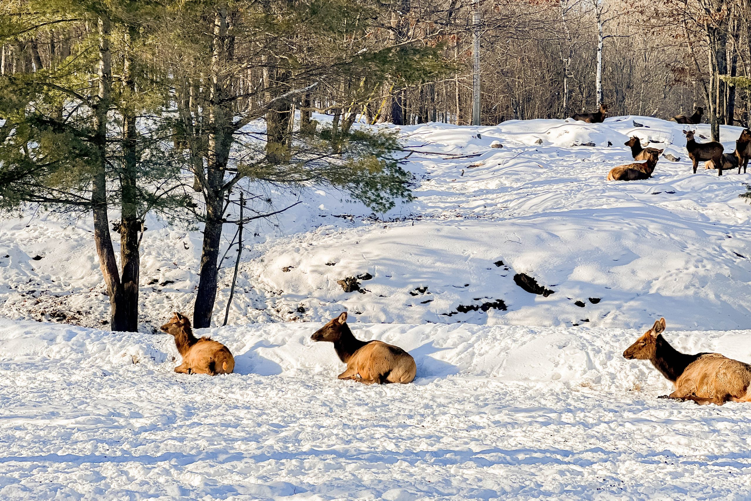 It’s time for a winter mini vacation! Our wintery escape to Montebello, Quebec was absolutely fabulous - from staying at the Fairmont Le Château Montebello to visiting our furry friends at Parc Omega. Join our family on our latest adventure!