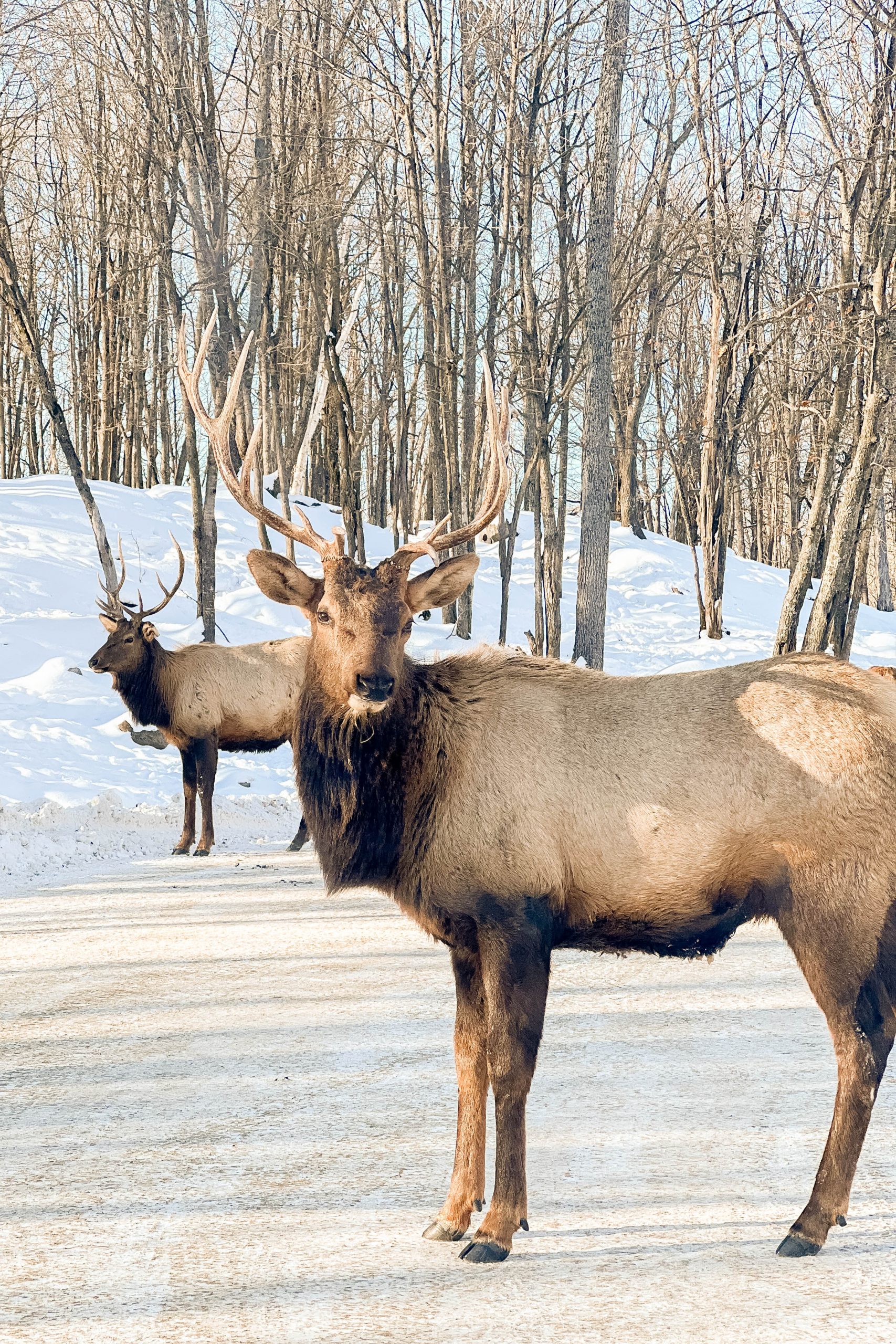 It’s time for a winter mini vacation! Our wintery escape to Montebello, Quebec was absolutely fabulous - from staying at the Fairmont Le Château Montebello to visiting our furry friends at Parc Omega. Join our family on our latest adventure!