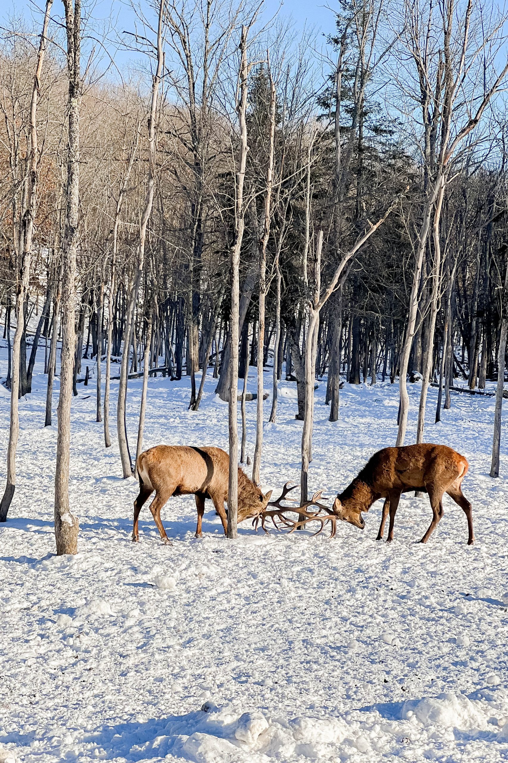 It’s time for a winter mini vacation! Our wintery escape to Montebello, Quebec was absolutely fabulous - from staying at the Fairmont Le Château Montebello to visiting our furry friends at Parc Omega. Join our family on our latest adventure!