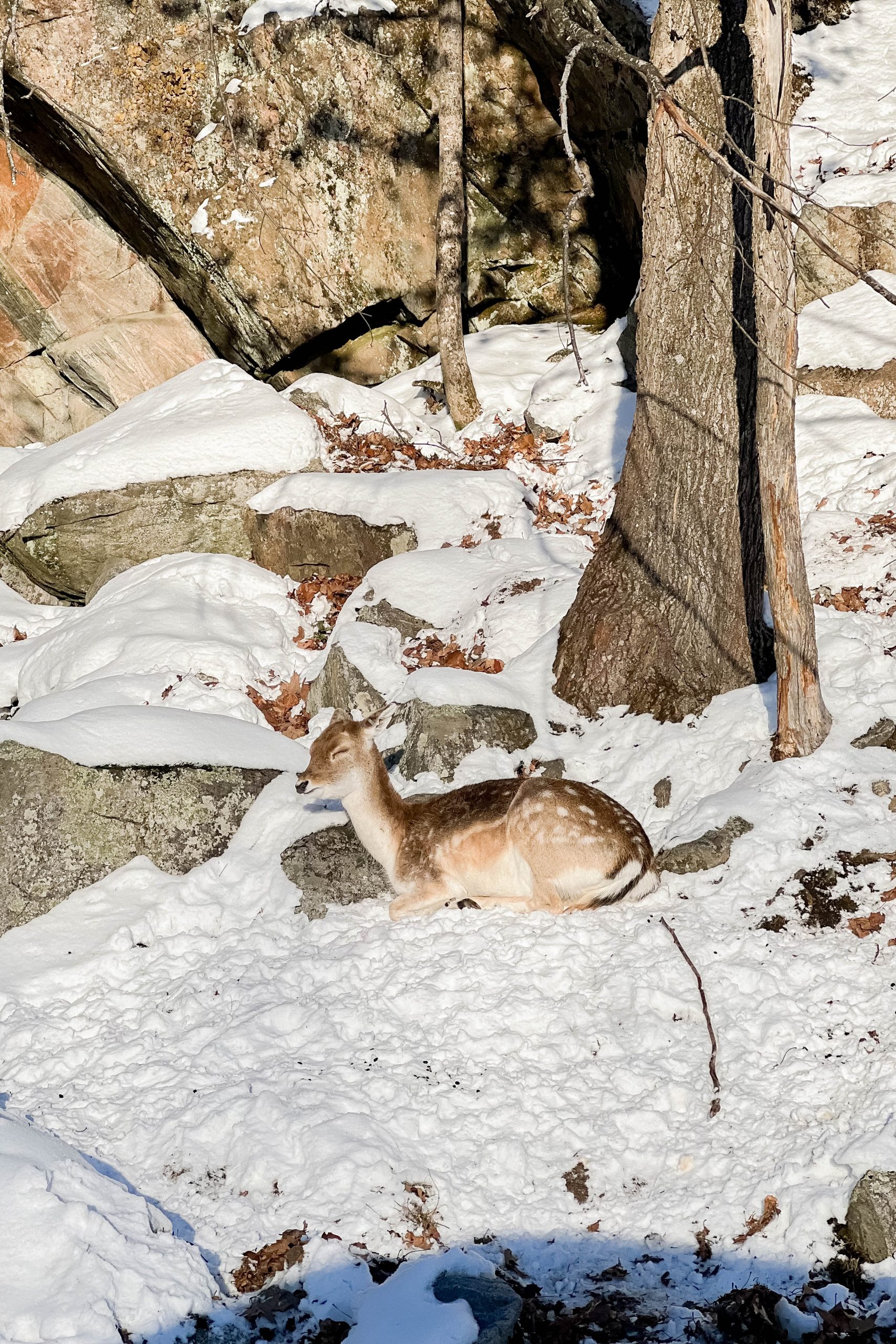 It’s time for a winter mini vacation! Our wintery escape to Montebello, Quebec was absolutely fabulous - from staying at the Fairmont Le Château Montebello to visiting our furry friends at Parc Omega. Join our family on our latest adventure!